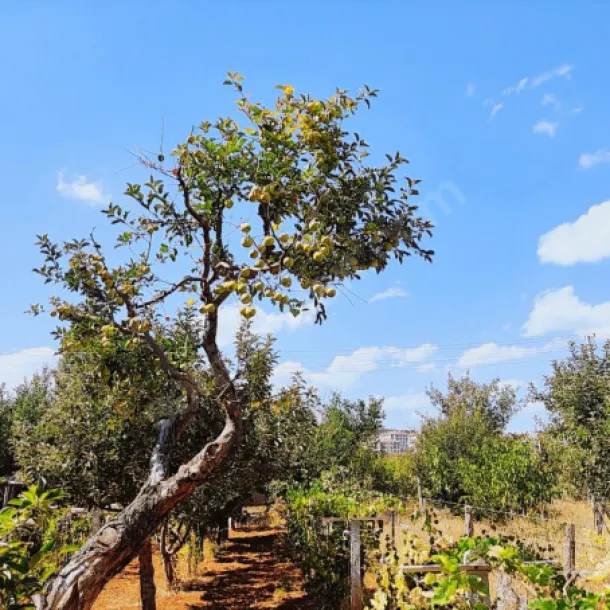 AKÖREN AĞALAR MAHALLESİ 500 METRE İMARLI ELEKTRİK SUYU OLAN ELMA BAHÇE