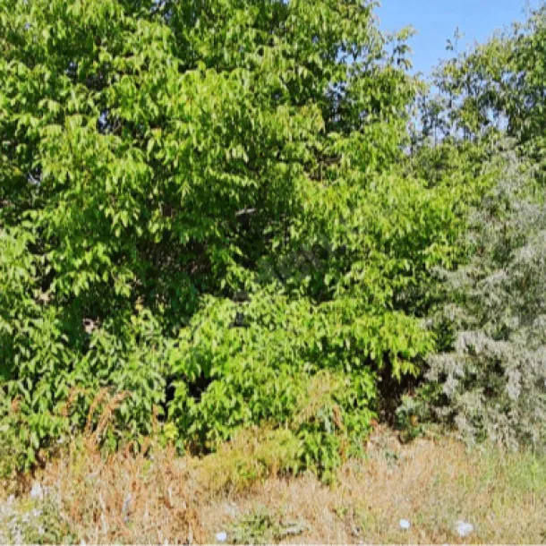 GÖDENE MAHALLESİ'NDE 297 M2 SATILIK BAHÇE